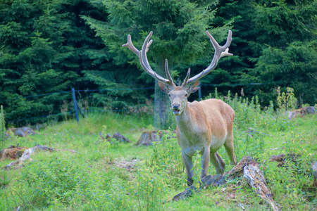 Capricorn standing behind a rockの写真素材