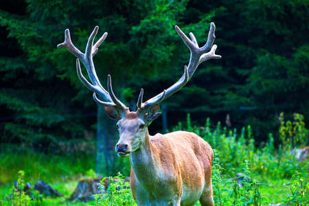 red deer in the woodsの写真素材