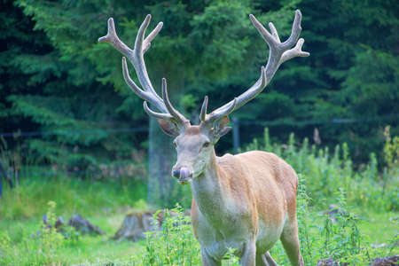 red deer in the woodsの写真素材