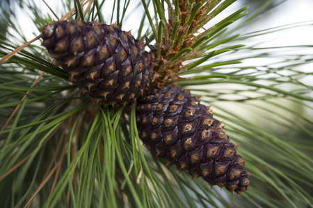 Pine cones in british colombiaの写真素材