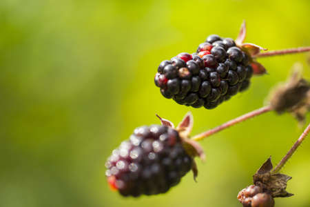 Ripe wild blackberries on a branch の写真素材