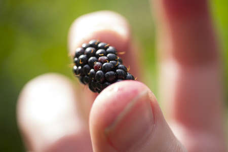 Wild blackberry picked by hand の写真素材
