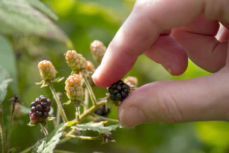 Hand Picking a ripe wild Blackberryの写真素材