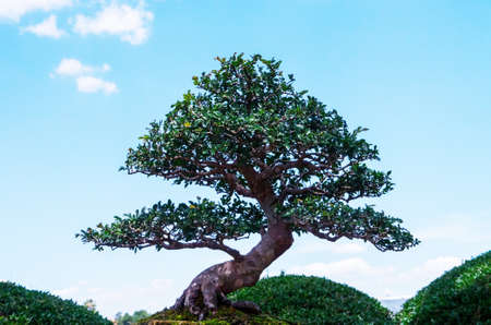 Bonsai tree over a blue skyの写真素材