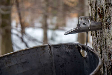 a tap in a tree collecting sap for maple syrupの写真素材