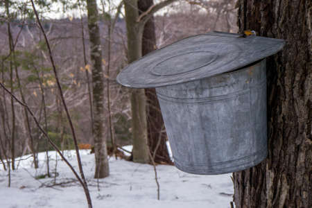 maple syrup bucket collecting sap from a treeの写真素材