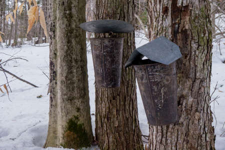 maple syrup buckets collecting sap from treesの写真素材