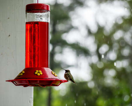 Humming bird perched on a feederの写真素材