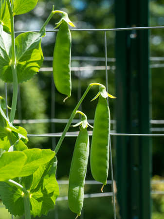 pea Pods growing in a vegetable gardenの写真素材