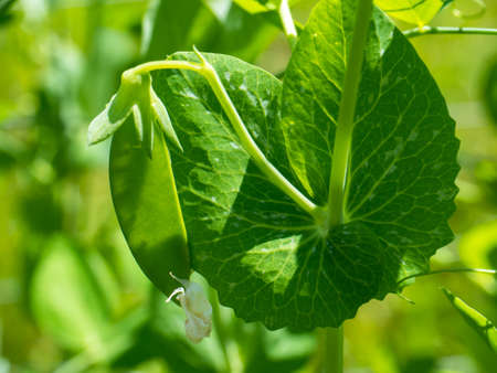 Pea Pod growing in a vegetable gardenの写真素材