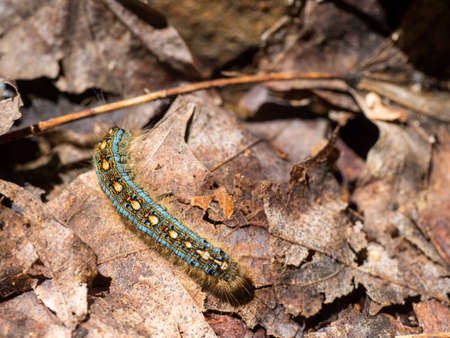 Blue colored Caterpillar on leaves on a forest floorの写真素材