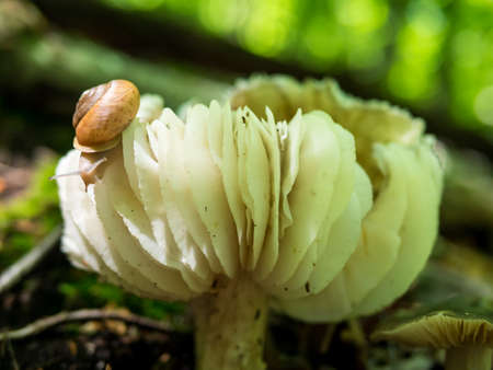 Snail on a wild mushroom in a forest - close upの写真素材