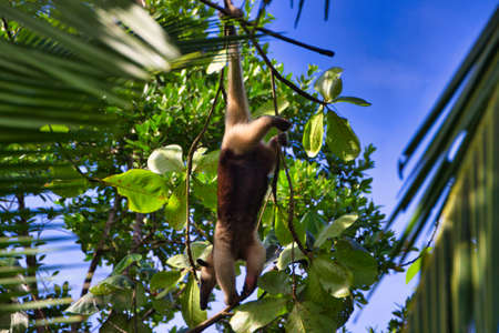 anteater crossing from tree to tree