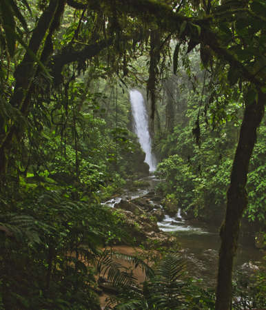waterfall in the jungle, hidden among a sea of ?? trees