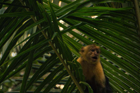White-faced monkey on top of a coconut palm tree, with its mouth open in a national park of costa ricaの写真素材