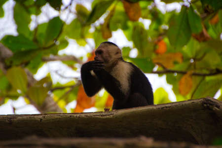 little white-faced monkey, looking at his hands, on top of a treeの写真素材
