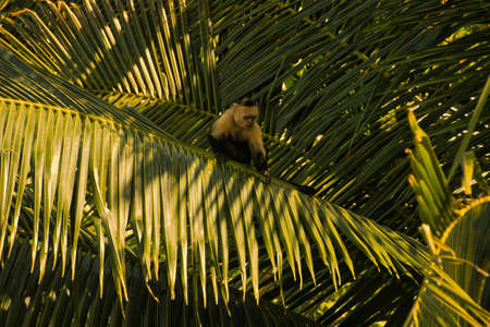 Capuchin monkey on top of the leaves of a coconut palm tree in National Park