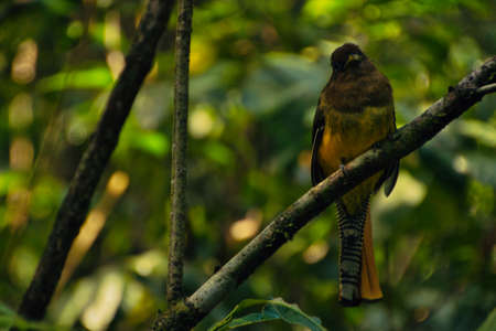 tropical bird on top of a branch, in a national park of costa ricaの写真素材