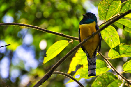 Tropical bird on a tree branch in a national park of Costa Ricaの写真素材