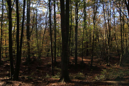 autumn time in a beautiful beech forest, beech forest of jorda in la garrotxa, spain