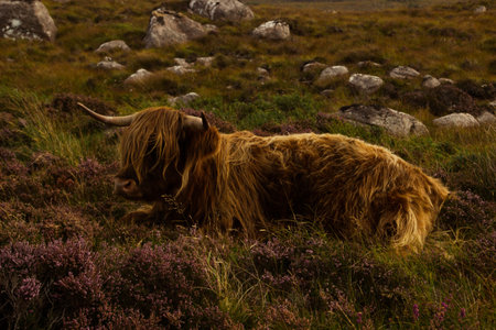 Herd of red brown Scottish highlanders in a natural autumn landscape.の写真素材