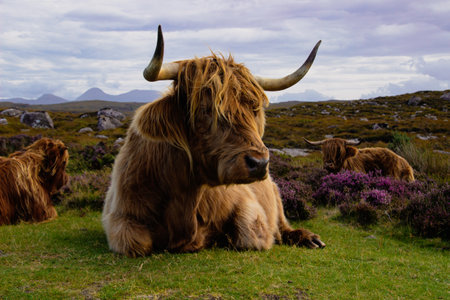 Herd of red brown Scottish highlanders in a natural autumn landscape.の写真素材