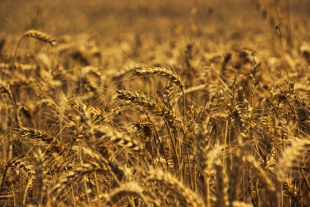 Beautiful nature background with close up of Ears of ripe wheat on Cereal field. Agriculture farm and farming conceptの写真素材