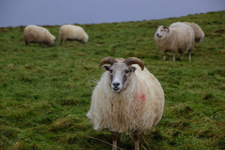 Iceland sheep with lamb in autumn field at sunsetの写真素材