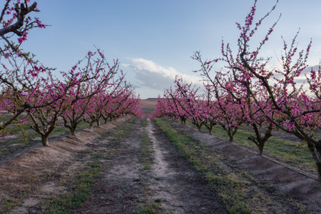 Field of peach trees in bloom in spring, in Aitonaの写真素材