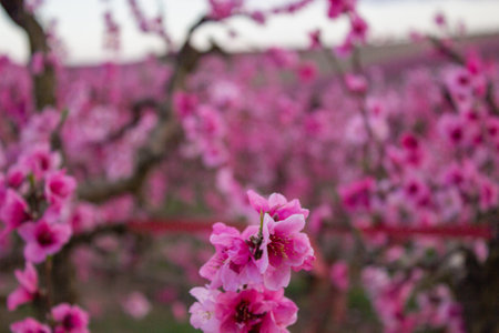 Peach blossom tree in Lleida, Spain.の写真素材