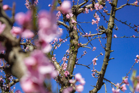 Peach blossom tree in Lleida, Spain.