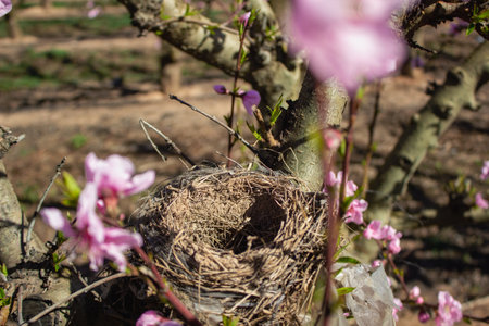 Nice nest of birds in a peach tree in full spring near Aitona.の写真素材