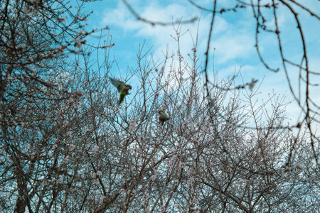 Birds fluttering between the branches of a flowering tree, on a spring day