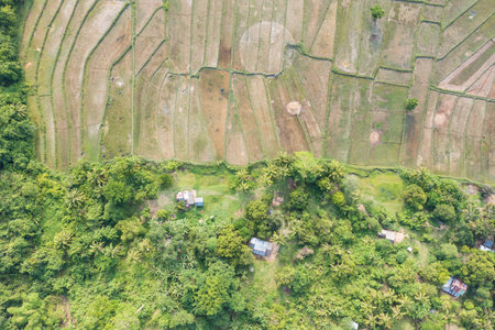 Aerial view of rice fields in Palawan, Philippines.の写真素材