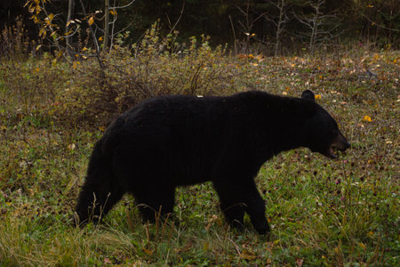 Black bear eating in the grass in Banff National Parkの写真素材