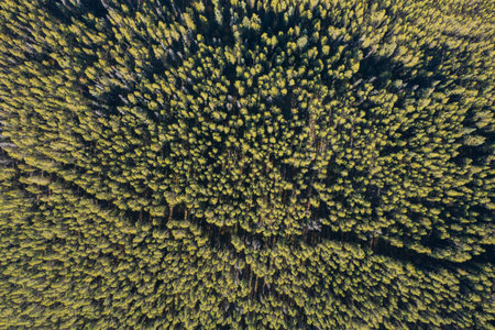 Aerial view of a mountain in the Rocky Mountains in Canada with yellow trees in autumn.