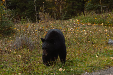 Brown bear eating in the grass in Banff National Parkの写真素材
