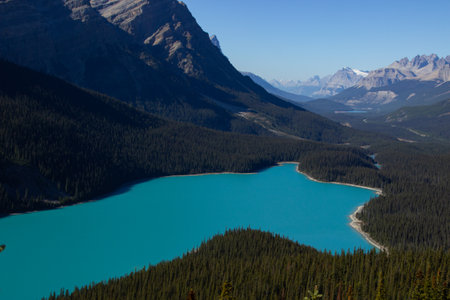 View of the incredible Peyto Lake. Beautiful turquoise waters, surrounded by thousands of pine trees on a sunny day.の写真素材