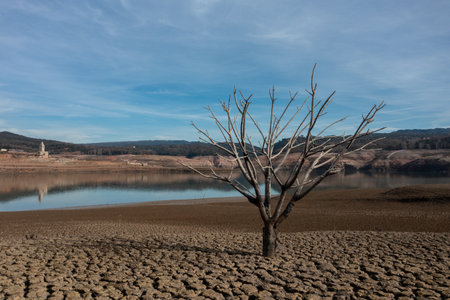 Dry tree with all the ground cracked in the Sau reservoir.の写真素材