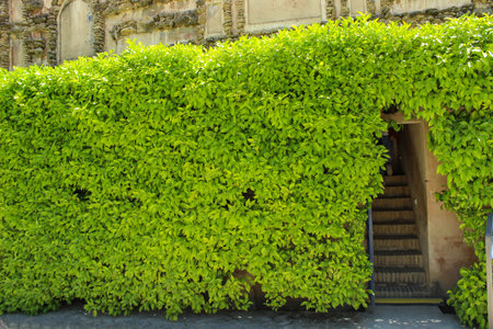 The old red turn stairs are overgrown with creeper plants.