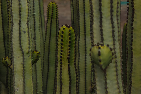 Desert plant Euphorbia canariensis with tall green stems, often mistaken for a cactus.