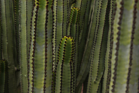 Close-up view of the Canary Island spurge, a striking cactus-like succulent native to the Canary...