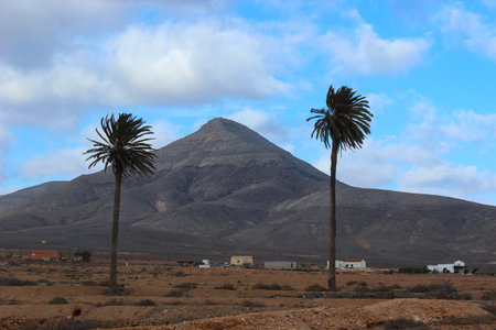 Pair of palm trees growing in a barren volcanic valley on the island of Fuerteventura, Spain. The desert mountains and clear blue sky create a striking natural composition typical of the Canary Islands.の写真素材