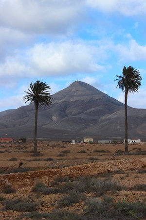 Two palm trees standing in front of a dry, desert-like mountain landscape in Fuerteventura, Canary Islands. The arid scenery and warm light highlight the contrast between vegetation and volcanic terrain.の写真素材
