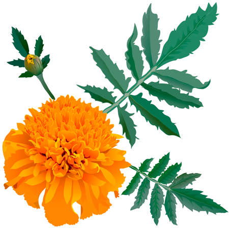 Realistic illustration of orange marigold flower (Tagetes) isolated on white background. One flower, bud and leaves.のイラスト素材