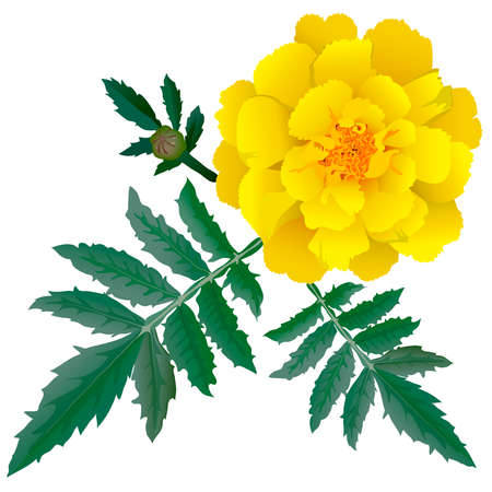 Realistic illustration of yellow marigold flower (Tagetes) isolated on white background. One flower, bud and leaves.のイラスト素材