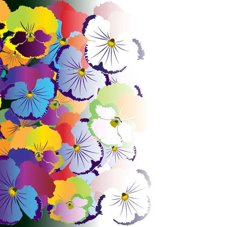 Colored pansy flowers on white backgroundのイラスト素材