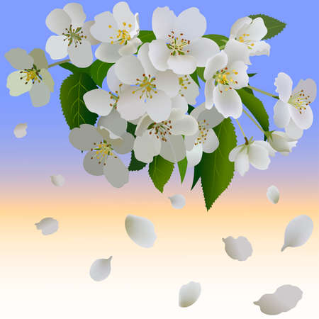 White apple flowers with leaves and bud. Branch of blossoming apple tree and petalのイラスト素材