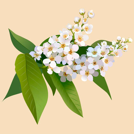 White cherries flowers with leaves and bud. Bunch of blossoming cherries flowerのイラスト素材