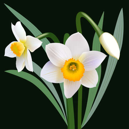 Narcissus flowers with leaves and budのイラスト素材